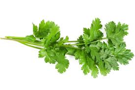 Coriandre - Barquette